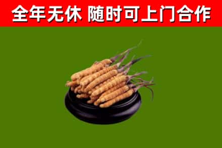 临武烟酒回收冬虫夏草.jpg