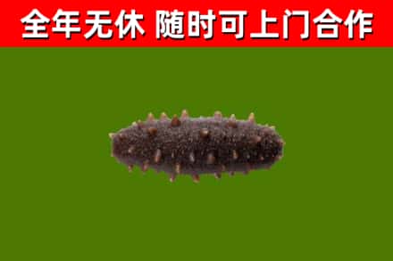 临武烟酒回收干海参.jpg